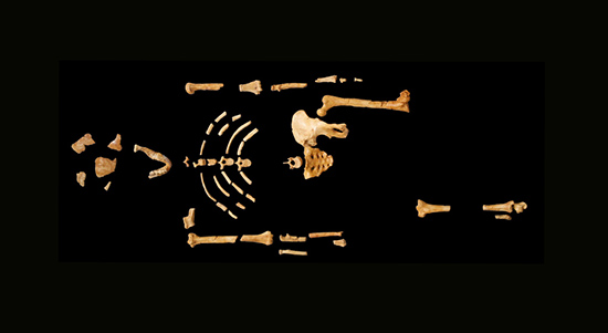 Lucy Australopithecus afarensis esqueleto