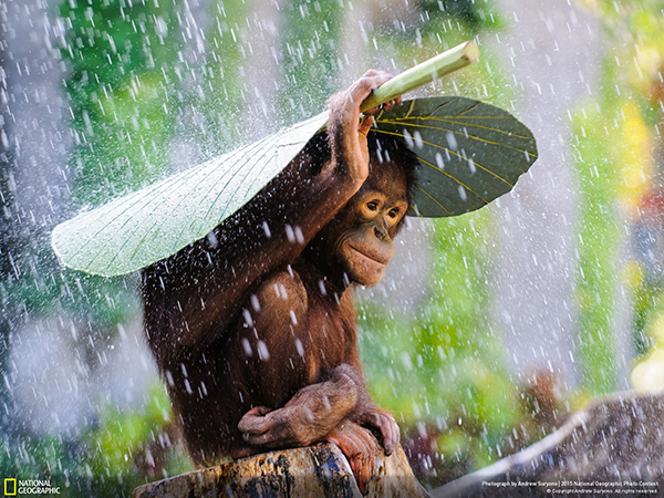 National Geographic Photo Contest 2015 Andrew Suryono