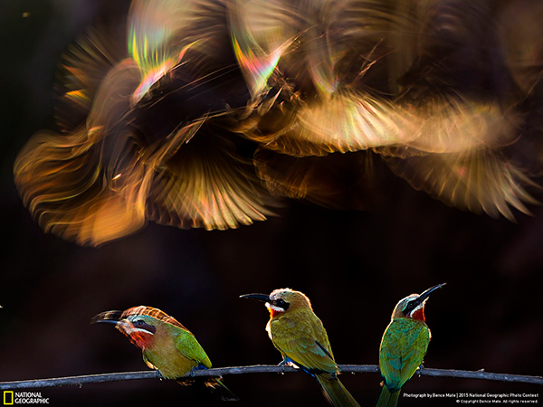 National Geographic Photo Contest 2015 Bence Mate