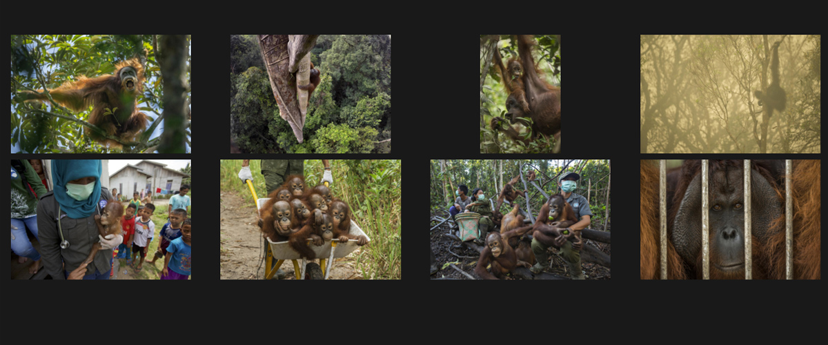 World Press Photo 2015 orangutan
